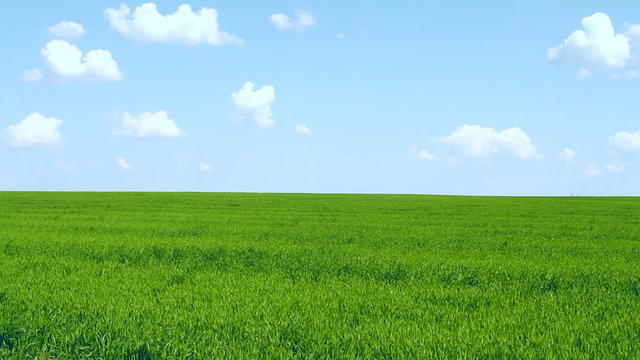 Meadow with green grass and blue sky with clouds