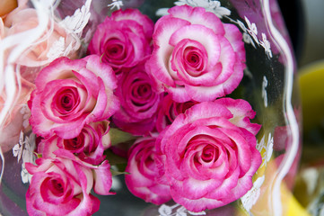 Pink White Roses