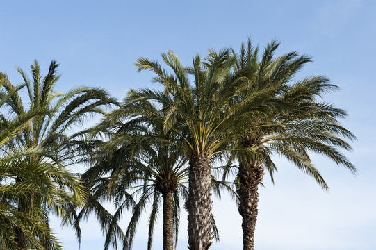 Palm Trees Backdrop