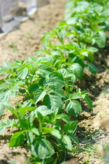 ジャガイモの芽