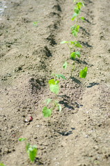 野菜の芽たち