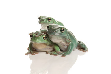 Fototapeta premium Three magnificent green tree frog, Litoria splendida, on white