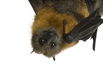 Fruit bat (flying fox) hanging upside down on white background.