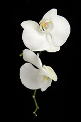 White phalaenopsis orchid flowers against black