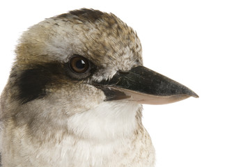Kookaburra (genus Dacelo) 10 years old on white background.