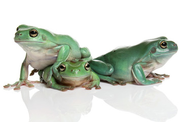 Fototapeta premium Three magnificent green tree frogs, Litoria splendida, on white
