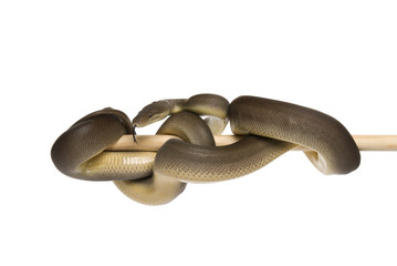 Fototapeta premium Olive python, Liasis olivaceus, on a white background.