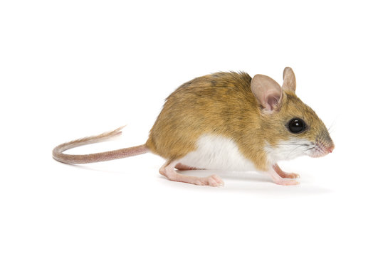 Mitchell's Hopping Mouse, Notomys Mitchellii on white