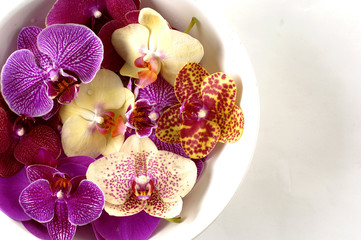 Bowl of colorful orchid