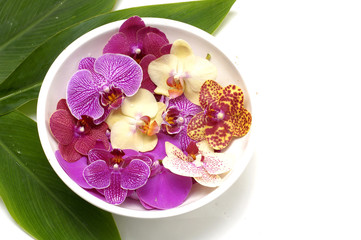 Obraz na płótnie Canvas Bowl kolorowe orchidea z zielonych liści