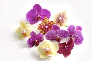 Naklejka na ściany i meble Piękne kolorowe orchid