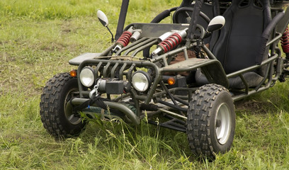 Bugs on a background of green grass