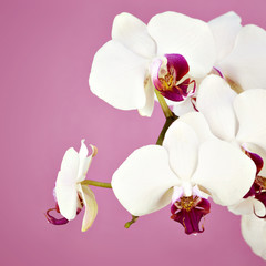 Naklejka na ściany i meble Bouquet of white orchid