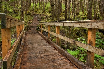 Forest Trail Bridge