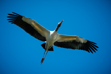 Obraz premium Wood Stork Flying