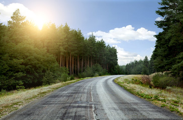 the road in a pine forest