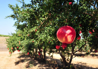 Food and Cuisine - Fruit
