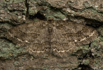 Ectropis crepuscularia © Gucio_55