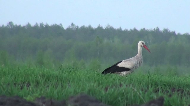 Grus is looking for food early in the morning