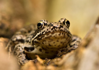 Rana temporaria