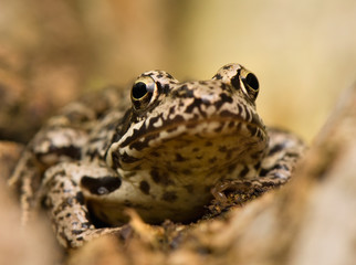 Rana temporaria