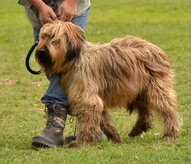 briard