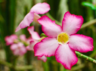 Desert Rose (Adenium Obesum)