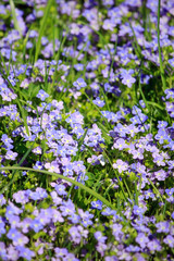 Obraz premium summer flowers