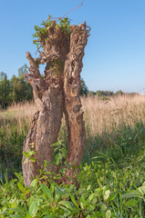 Misshapen pollarded willow