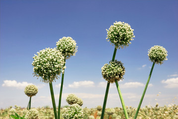 Onion flowers against a blue sky