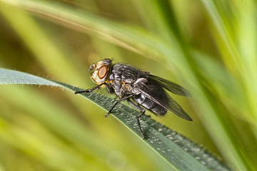 fly on top of leaf