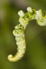 curly young fern leaf
