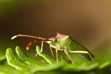 Southern Green Stinkbug (Nezara viridula)