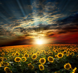 Een veld met zonnebloemen bij zonsondergang