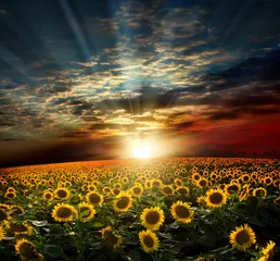Foto auf Acrylglas Sonnenblume Ein Sonnenblumenfeld bei Sonnenuntergang