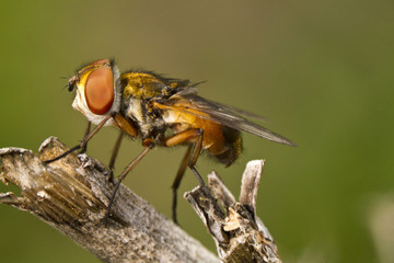 tachina fly