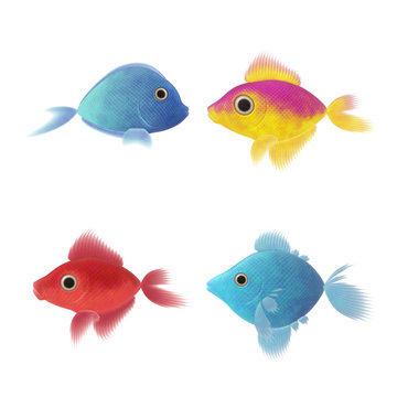 four fish illustrations