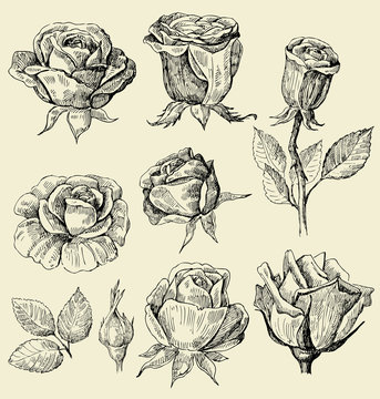 roses doodles set