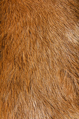 close up of anglo nubian sheep wool