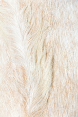close up of boer sheep wool background