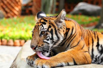Portrait young tiger licking his leg