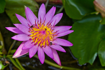 Purple lily and bee