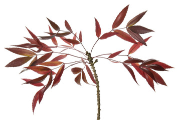 Beautiful claret ash in autumn colour on a white background.