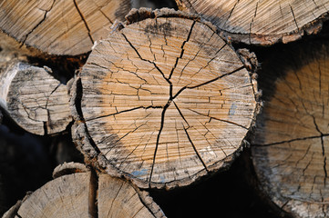 Naklejka premium cross grained wood appletree