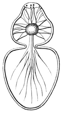 Old Engraving Depicts Prosoma (Cephalothorax)