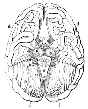 An old engraving of the human brain