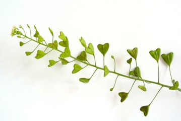 なずなのハート