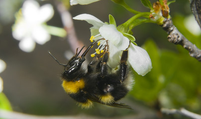 Collect nectar