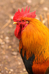 Bantam Cockerel