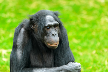 Bonobo